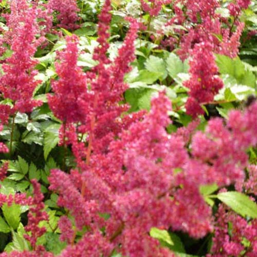 Astilbe d'Arends Fanal - Astilbe arendsii fanal - Plantes