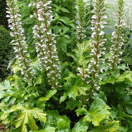 Acanthe molle Hollards Gold - Acanthus mollis hollards gold - Plantes