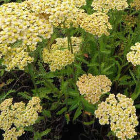 Achillée Hannelore Pahl - Achillea hybride hannelore pahl - Plantes