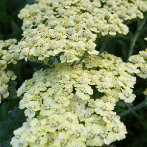 Achillée Hymne - Achillea hybride hymne - Plantes