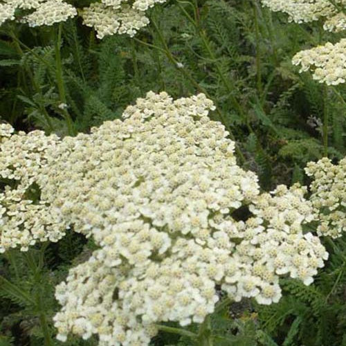 Achillée Hymne - Achillea hybride hymne - Plantes vivaces