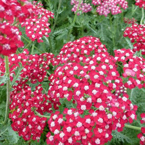 Achillée millefeuilles Laura - Achillea millefolium laura - Plantes