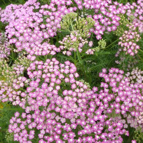 Achillée millefeuilles Chamois - Achillea millefolium chamois - Plantes