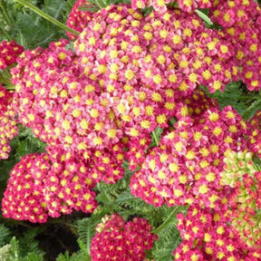 3 Achillées millefeuilles Fanal - Achillea millefolium fanal - Plantes