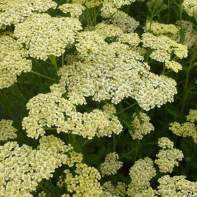 3 Achillées millefeuilles Hoffnung - Achillea millefolium hoffnung - Plantes