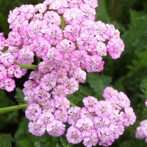 3 Achillées millefeuilles Jacqueline - Achillea millefolium jacqueline - Plantes