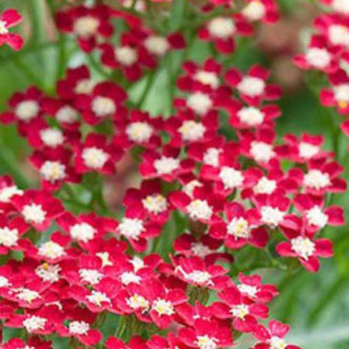 Achillée millefeuilles Peggy Sue - Achillea millefolium peggy sue - Plantes