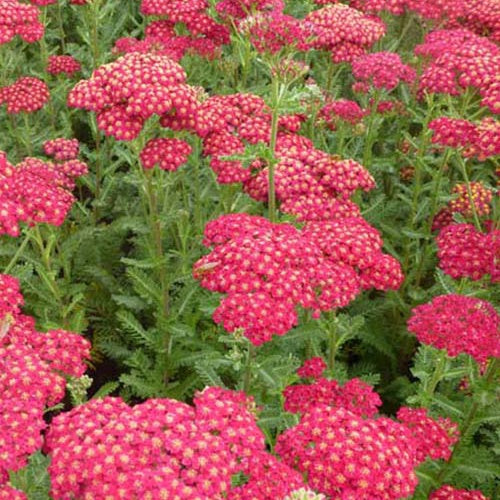 3 Achillées millefeuille Red Velvet - Achillea millefolium red velvet - Plantes