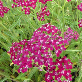 3 Achillées millefeuille Sammetriese - Achillea millefolium sammetriese - Plantes