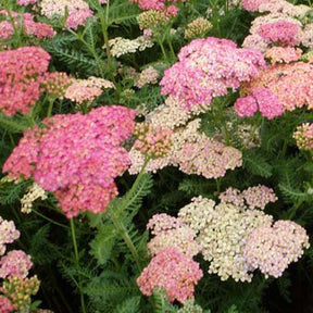 3 Achillées millefeuilles Weserandstein - Achillea millefolium wesersandstein - Plantes