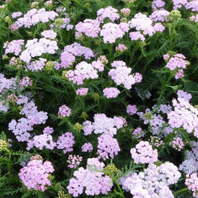 Achillée millefeuilles Wonderful Wampee - Achillea millefolium wonderful wampee - Plantes