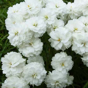 3 Achillées sternutatoire Perry's White - Achillea ptarmica perrys white - Plantes