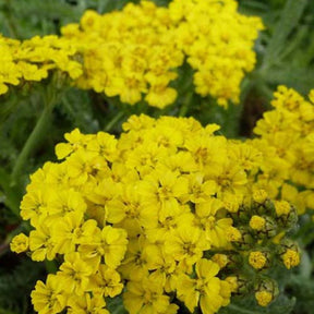 3 Achillées tomenteuse - Achillea tomentosa - Plantes