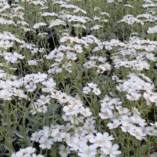 3 Achillées en ombelle - Achillea umbellata - Plantes