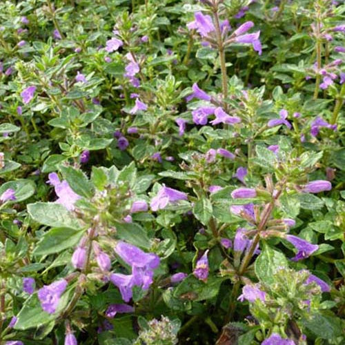 3 Calamentss des Alpes - Acinos alpinus - Plantes