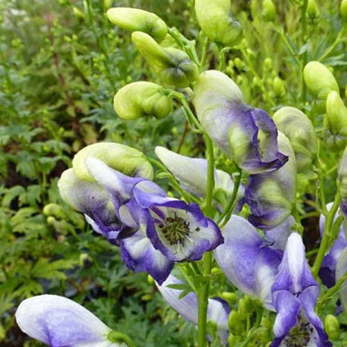 Aconit cammarum Bicolor - Aconitum cammarum bicolor - Plantes