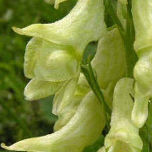 Aconit de Lamarck - Aconitum lamarckii - Plantes