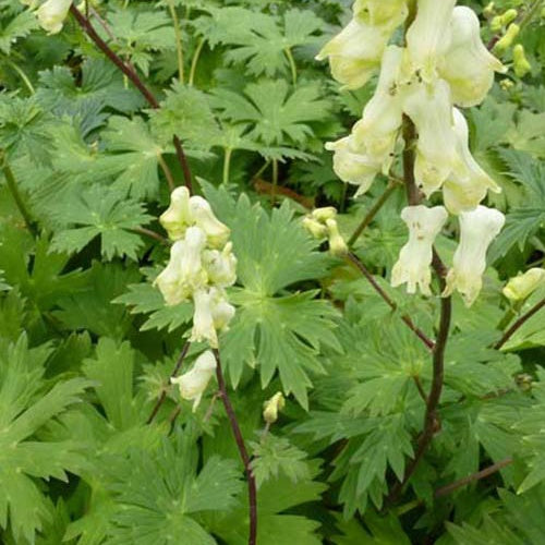 Aconit crème Aconitum septentrionale Ivorine - Aconitum septentrionale ivorine - Plantes