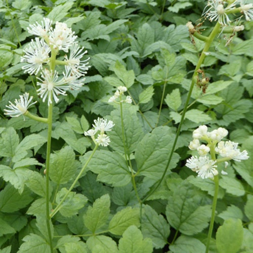 Actée Misty Blue - Actaea pachypoda misty blue - Plantes