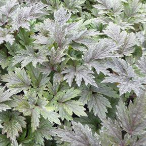 Cierge d'argent Dark Chocoholic - Actaea dark chocoholic - Plantes