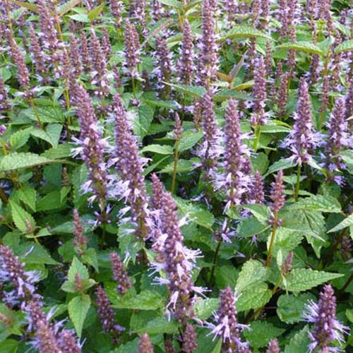 Agastache After Eight - Agastache after eight - Plantes