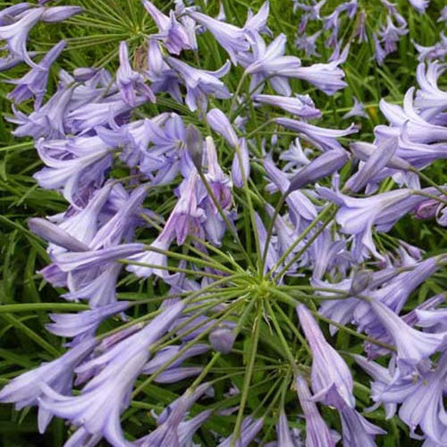 Agapanthe Castle of Mey - Agapanthus castle of mey - Plantes