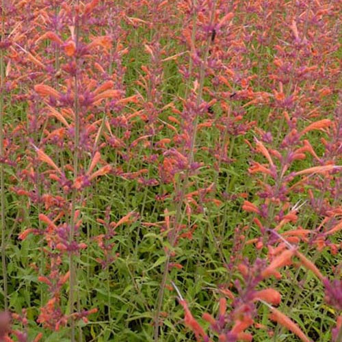 Agastache Firebird - Agastache firebird - Plantes