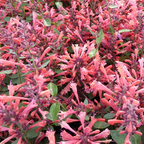 Agastache Kudos Coral - Agastache kudos coral - Plantes