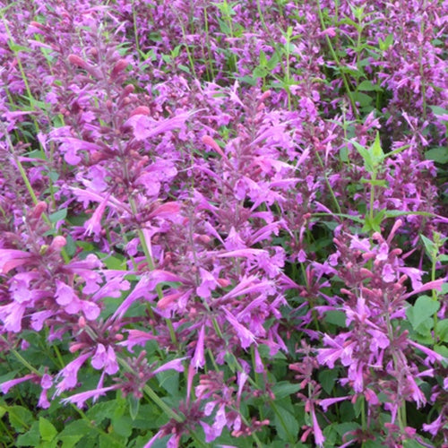 Agastache Summer Love - Agastache summer love - Plantes