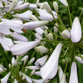 Agapanthe Windsor Grey - Agapanthus windsor grey - Plantes