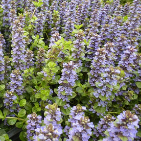 Bugle de Genève Tottenham - Ajuga genevensis tottenham - Plantes