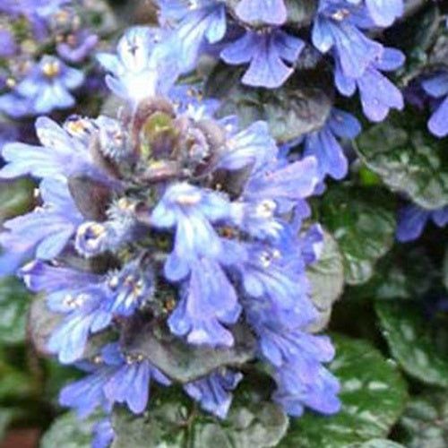 Bugle pyramidal Metallica Crispa - Ajuga pyramidalis metallica crispa - Plantes