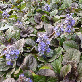 Bugle rampant Catlins Giant - Ajuga reptans catlins giant - Plantes