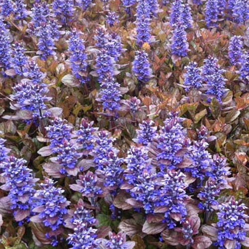 Bugle rampante Multicolor Rainbow - Ajuga reptans multicolor - Plantes