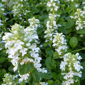 Bugle rampante Sanne - Ajuga reptans sanne - Plantes