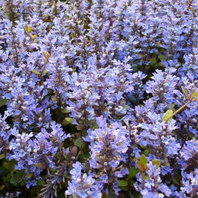 Bugle Valfredda Bugle Chocolate Chip - Ajuga tenorii valfredda - Plantes