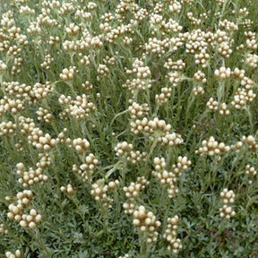 Bouton d'argent des Alpes - Anaphalis alpicola - Plantes