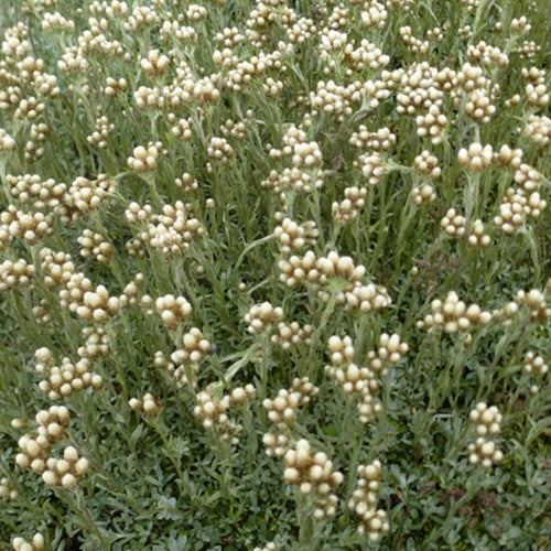 Bouton d'argent des Alpes - Anaphalis alpicola - Plantes