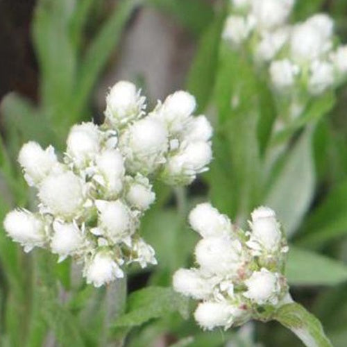 3 Pieds de chats à feuille de plantain - Antennaria plantaginifolia - Plantes