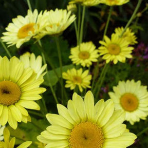 3 Œil de bœuf Wargrave - Anthemis x hybrida wargrave - Plantes