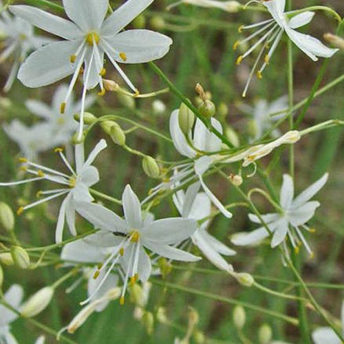 Phalangère à fleurs de lis Anthericum liliago - Anthericum liliago - Plantes