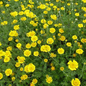 Camomille des teinturiers Charme - Anthemis tinctoria charme - Plantes