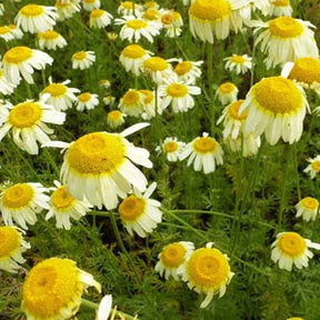 Camomille des teinturiers Lemon Ice - Anthemis tinctoria lemon ice - Plantes