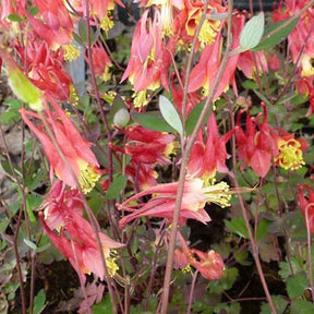 3 Ancolies du Canada Little Lanterns - Aquilegia canadensis little lanterns - Plantes