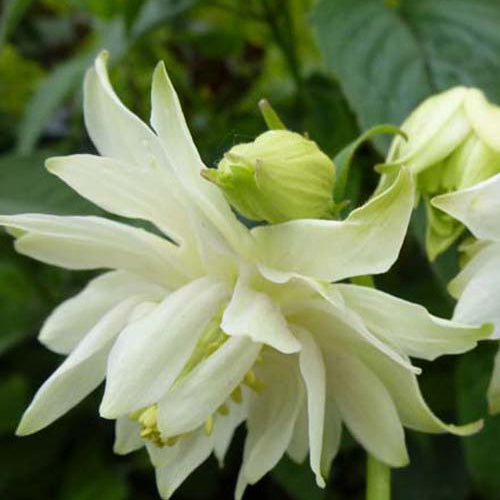 Ancolie Green Apples - Aquilegia vulgaris var. stellata greenapples - Plantes