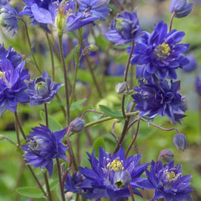 Ancolie commune Clémentine bleue - Aquilegia vulgaris clementine blue - Plantes