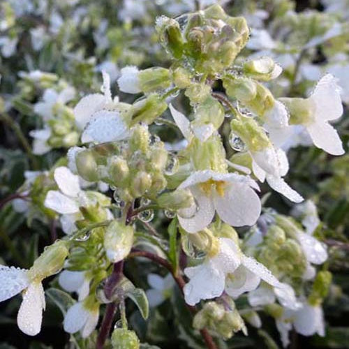 Arabette du Caucase Variegata Arabette panachée - Arabis caucasica variegata - Plantes