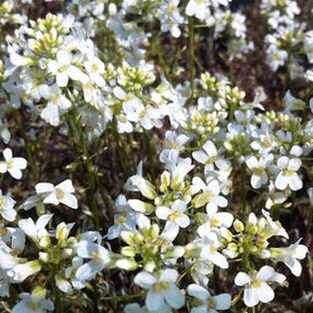 Arabette rampante Variegata - Arabis ferdinandi-coburgii variegata - Plantes