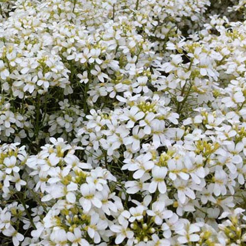 Arabette Neuschnee - Arabis procurrens neuschnee - Plantes