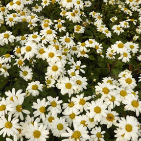 Chrysanthème arctique Stella - Chrysanthemum stella - Plantes